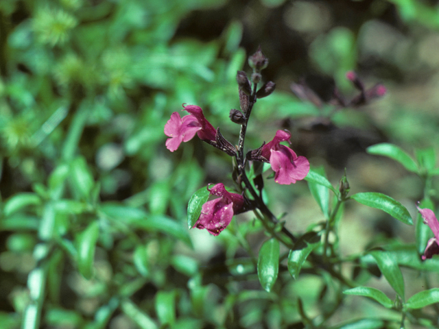 Salvia greggii (Autumn sage) #25842