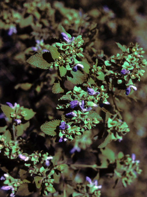 Salvia ballotiflora (Shrubby blue sage) #25844