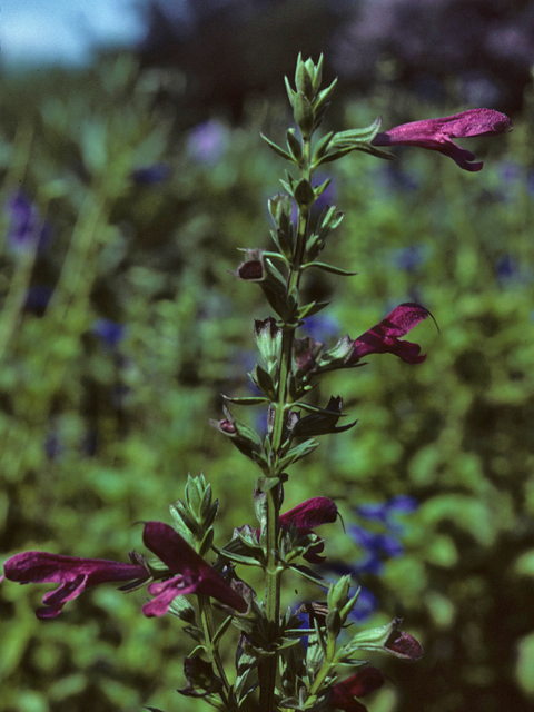 Salvia pentstemonoides (Big red sage) #25845
