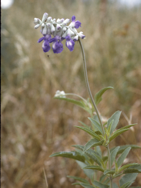 Salvia farinacea (Mealy blue sage) #25846