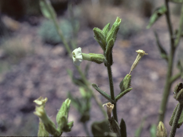 Nicotiana obtusifolia var. obtusifolia (Desert tobacco) #25885