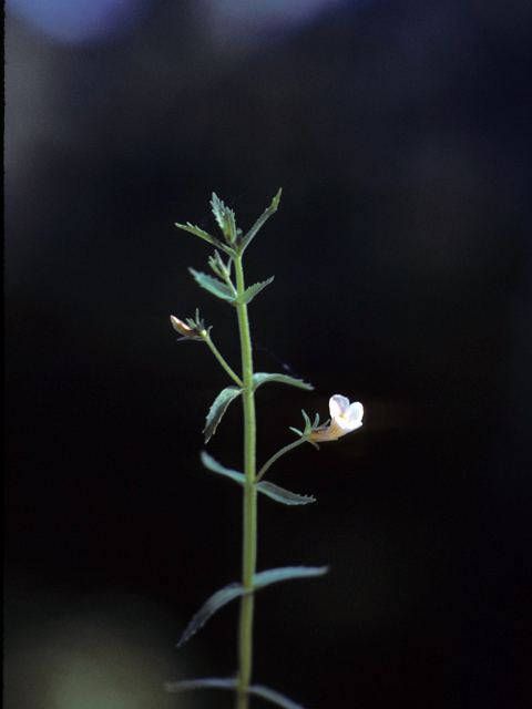 Mecardonia acuminata (Axilflower) #25892
