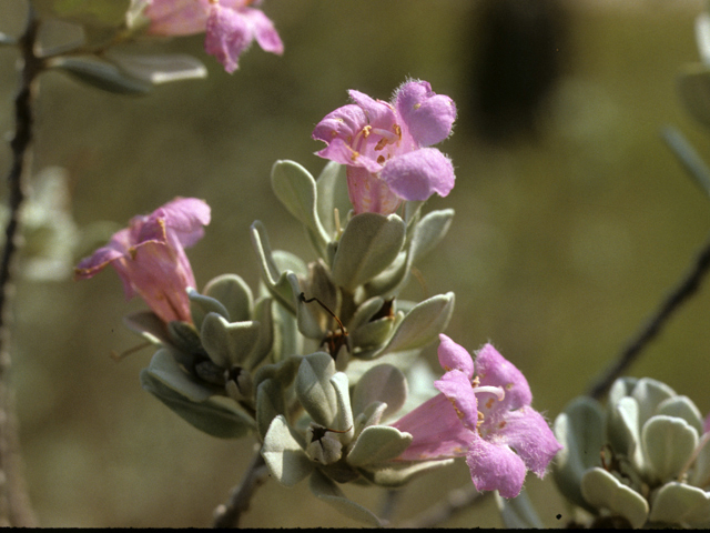 Leucophyllum frutescens (Cenizo) #25895