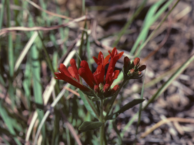 Bouvardia ternifolia (Scarlet bouvardia) #25939