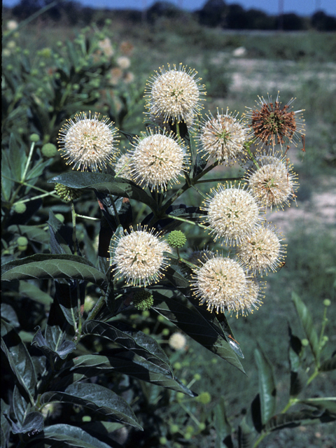 Cephalanthus occidentalis (Common buttonbush) #25945