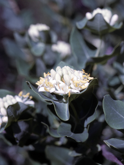 Lonicera albiflora (Western white honeysuckle) #25952