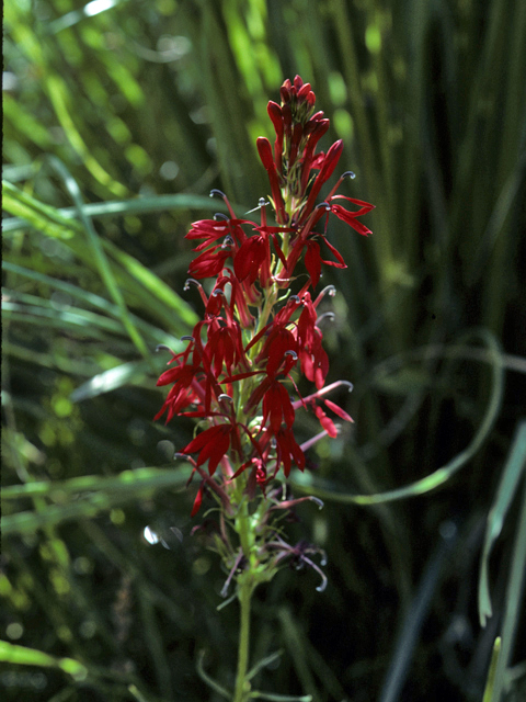 Lobelia cardinalis (Cardinal flower) #25967