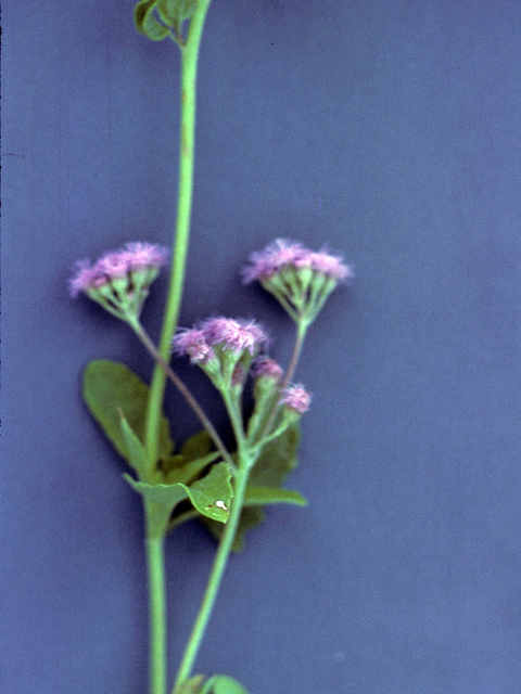 Conoclinium coelestinum (Blue mistflower) #25983