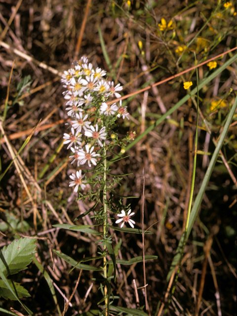 Symphyotrichum ericoides var. ericoides (White heath aster) #26013