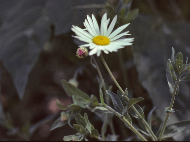 Astranthium integrifolium (Entireleaf western daisy) #26030
