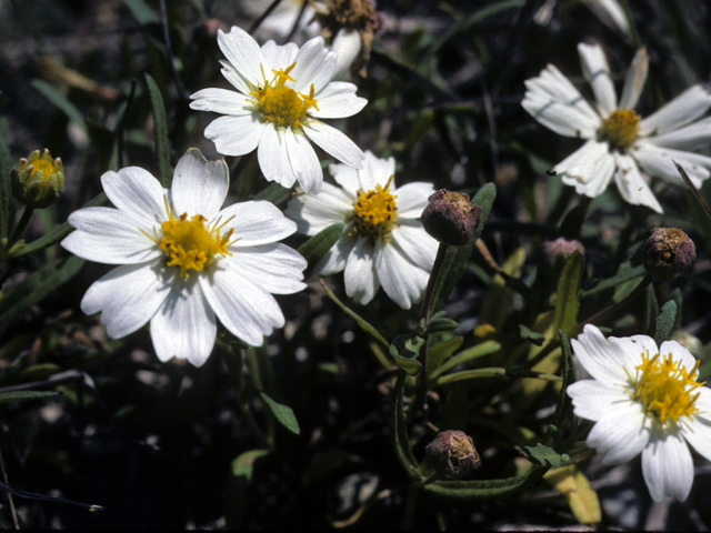 Melampodium leucanthum (Blackfoot daisy) #26040
