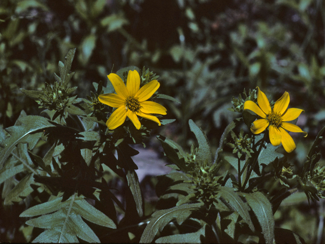 Engelmannia peristenia (Engelmann's daisy) #26047