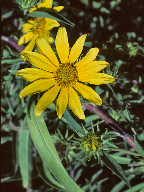 Helianthus maximiliani (Maximilian sunflower) #26072