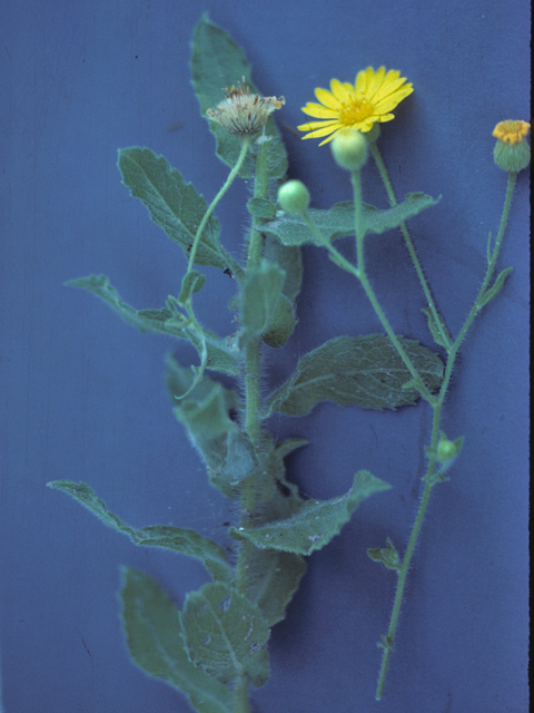 Helianthus mollis (Ashy sunflower) #26073