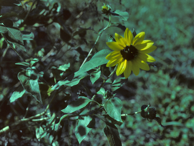 Helianthus petiolaris (Prairie sunflower) #26078