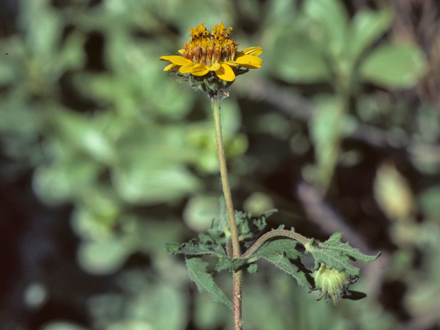 Simsia calva (Awnless bush sunflower) #26081