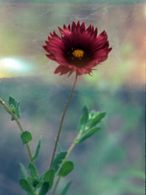 Gaillardia amblyodon (Maroon blanketflower) #26100