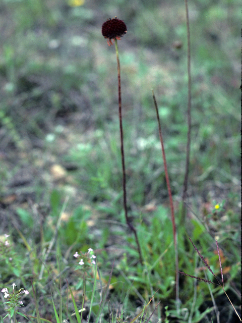 Gaillardia suavis (Pincushion daisy) #26102