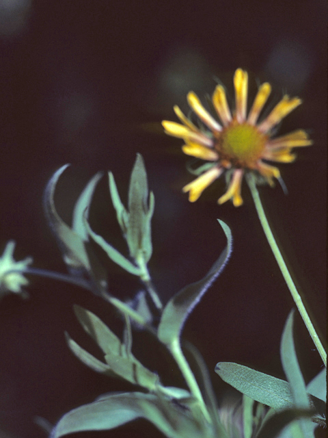 Gaillardia aestivalis var. aestivalis (Lanceleaf blanketflower) #26104