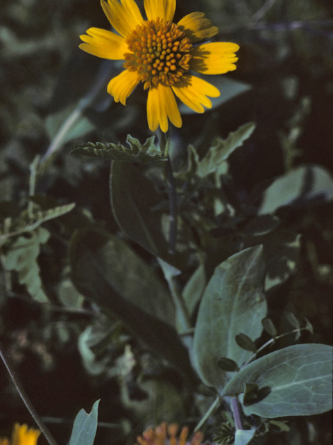 Amblyolepis setigera (Huisache daisy) #26106