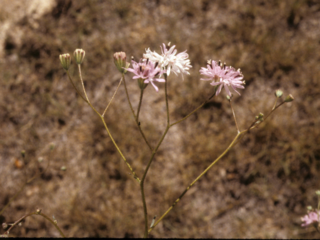 Palafoxia callosa (Small palafox) #26121