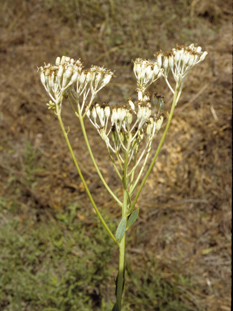 Arnoglossum ovatum (Ovateleaf cacalia) #26139