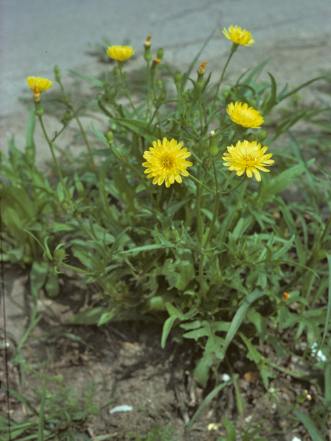 Pyrrhopappus pauciflorus (Smallflower desert-chicory) #26159