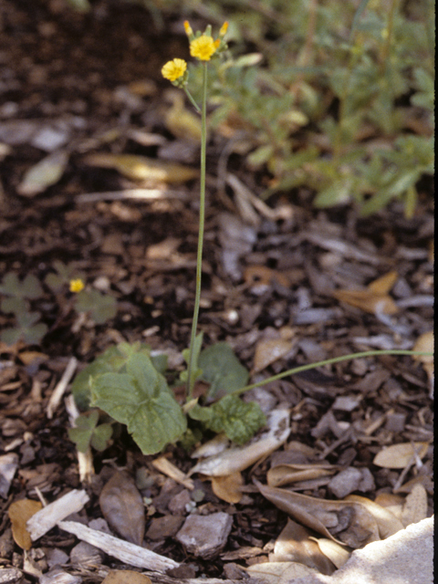 Hieracium gronovii (Queendevil) #26169