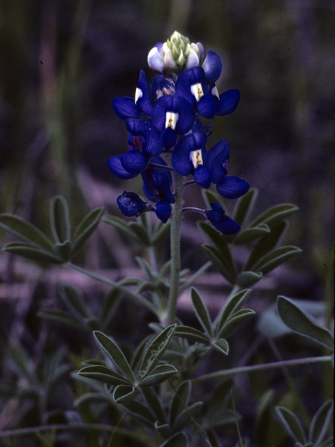Lupinus texensis (Texas bluebonnet) #26173