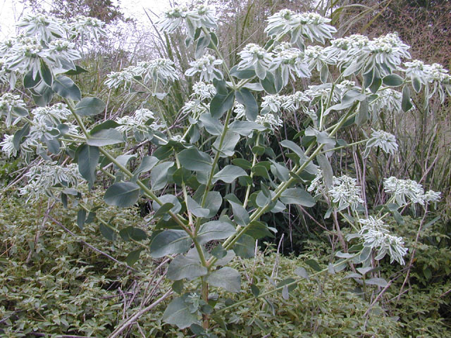 Euphorbia marginata (Snow on the mountain) #11985
