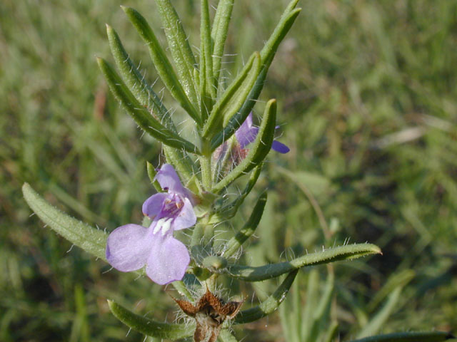 Salvia texana (Texas sage) #12128