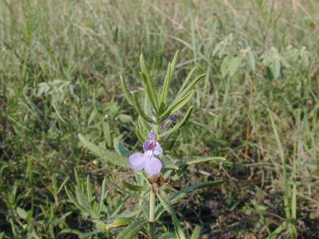 Salvia texana (Texas sage) #12129