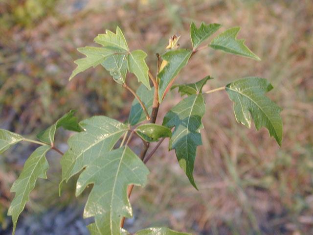 Toxicodendron radicans ssp. verrucosum (Eastern poison ivy) #11586