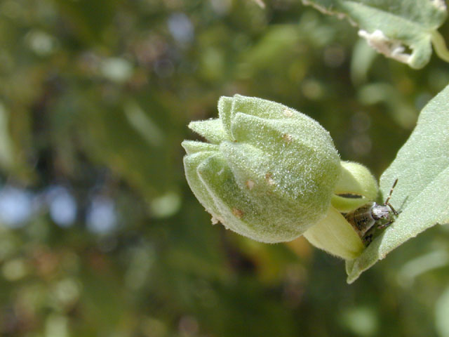 Abutilon fruticosum (Indian mallow) #12243