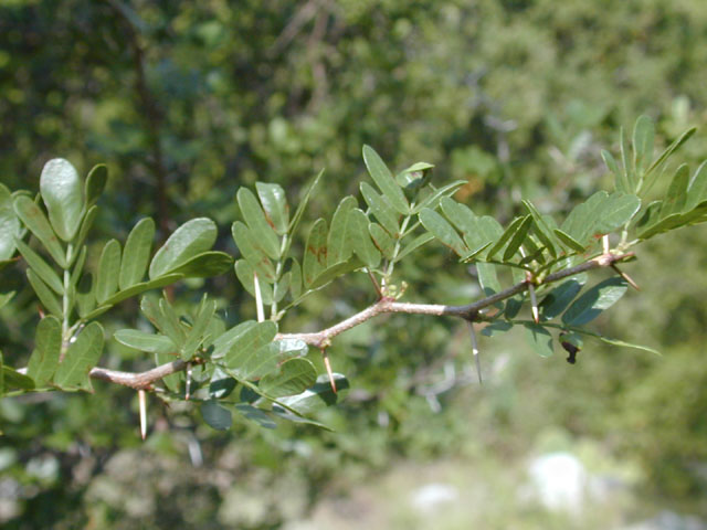 Vachellia rigidula (Blackbrush acacia) #12040