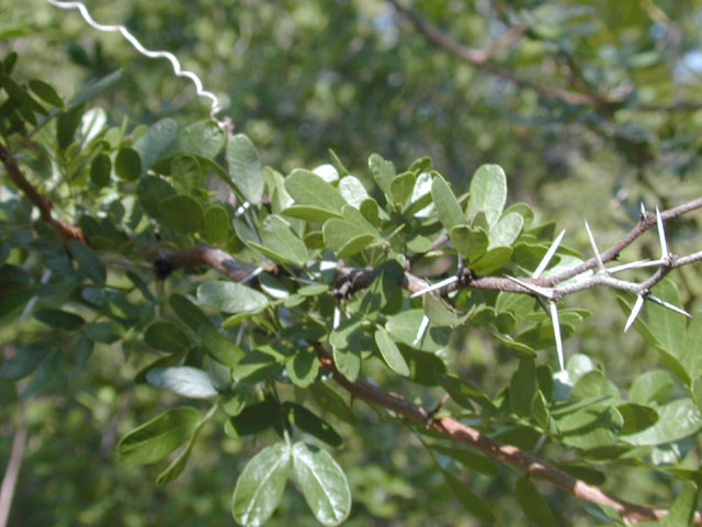 Vachellia rigidula (Blackbrush acacia) #12041
