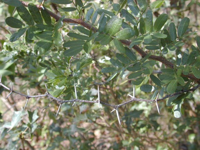 Vachellia rigidula (Blackbrush acacia) #12042