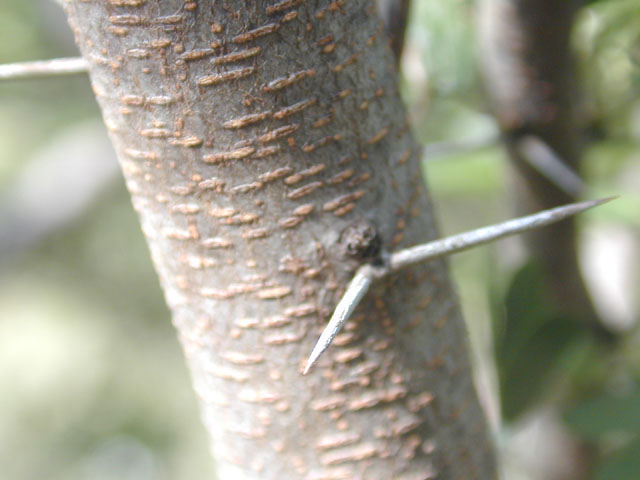 Vachellia rigidula (Blackbrush acacia) #12043