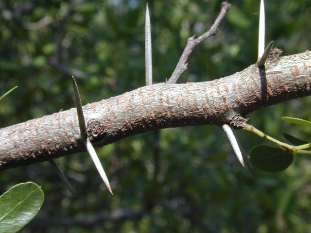 Vachellia rigidula (Blackbrush acacia) #12044