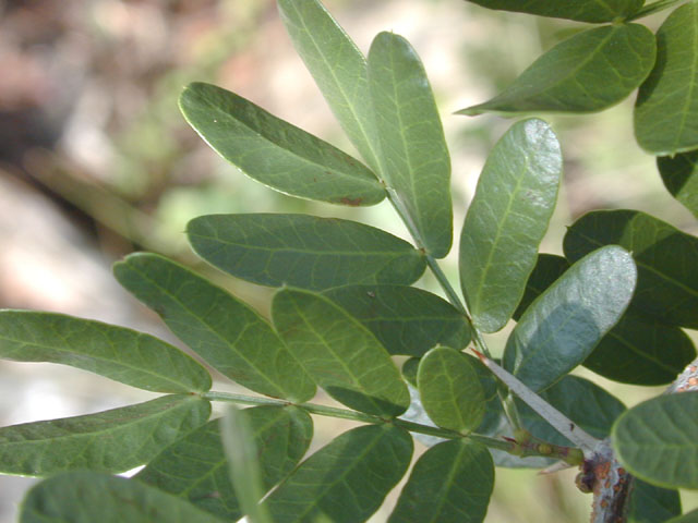 Vachellia rigidula (Blackbrush acacia) #12045