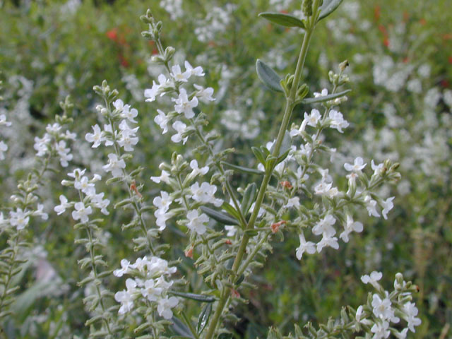 Aloysia gratissima (Whitebrush) #12714