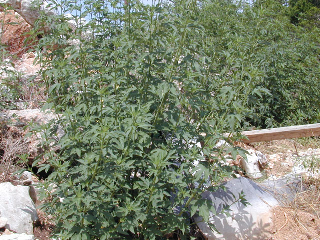 Ambrosia trifida var. texana (Texan great ragweed) #11666