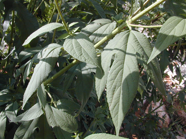 Ambrosia trifida var. texana (Texan great ragweed) #11667