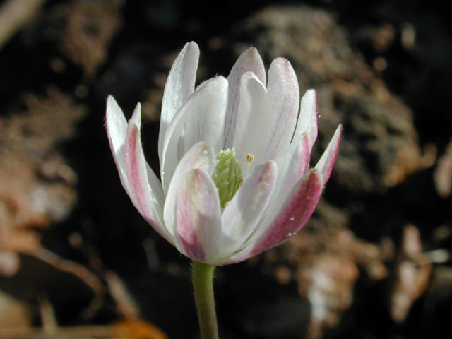 Anemone berlandieri (Tenpetal anemone) #12530