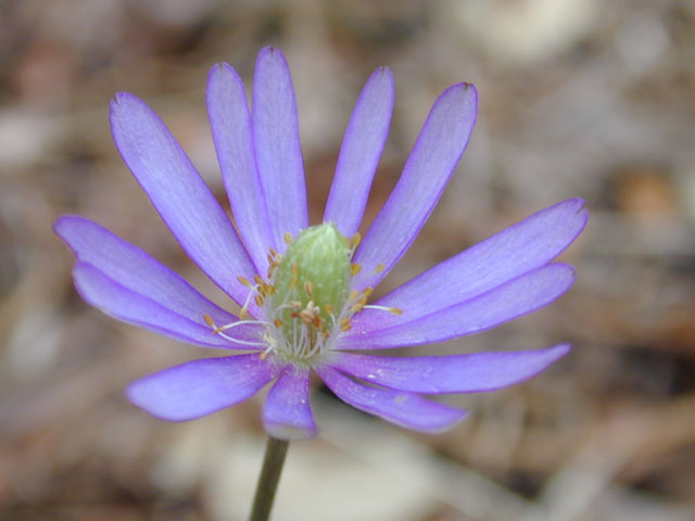 Anemone berlandieri (Tenpetal anemone) #12533