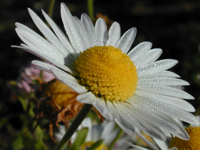 Aphanostephus skirrhobasis (Lazy daisy) #11669