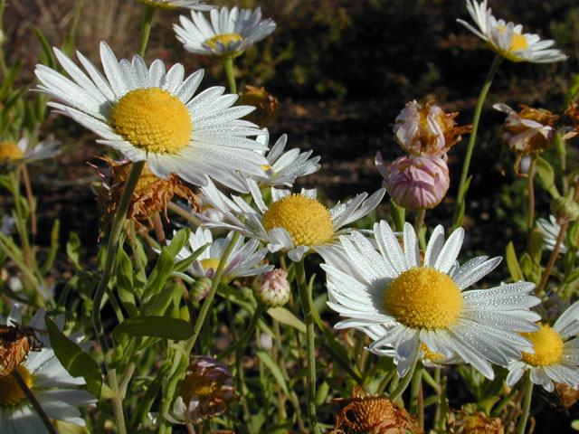 Aphanostephus skirrhobasis (Lazy daisy) #11671