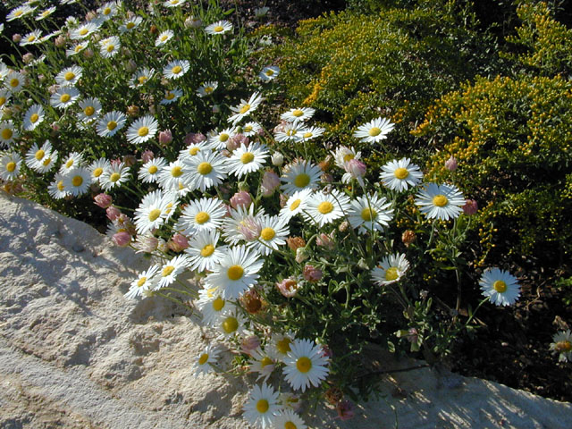 Aphanostephus skirrhobasis (Lazy daisy) #11673