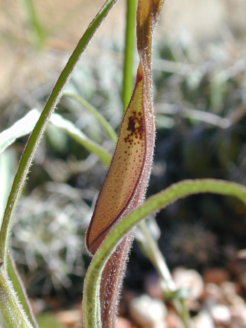 Aristolochia erecta (Swanflower) #11624