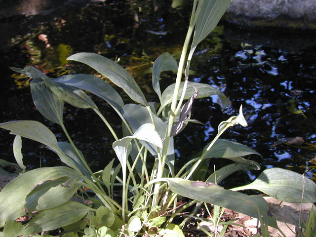 Arnoglossum plantagineum (Groovestem indian plantain) #11676